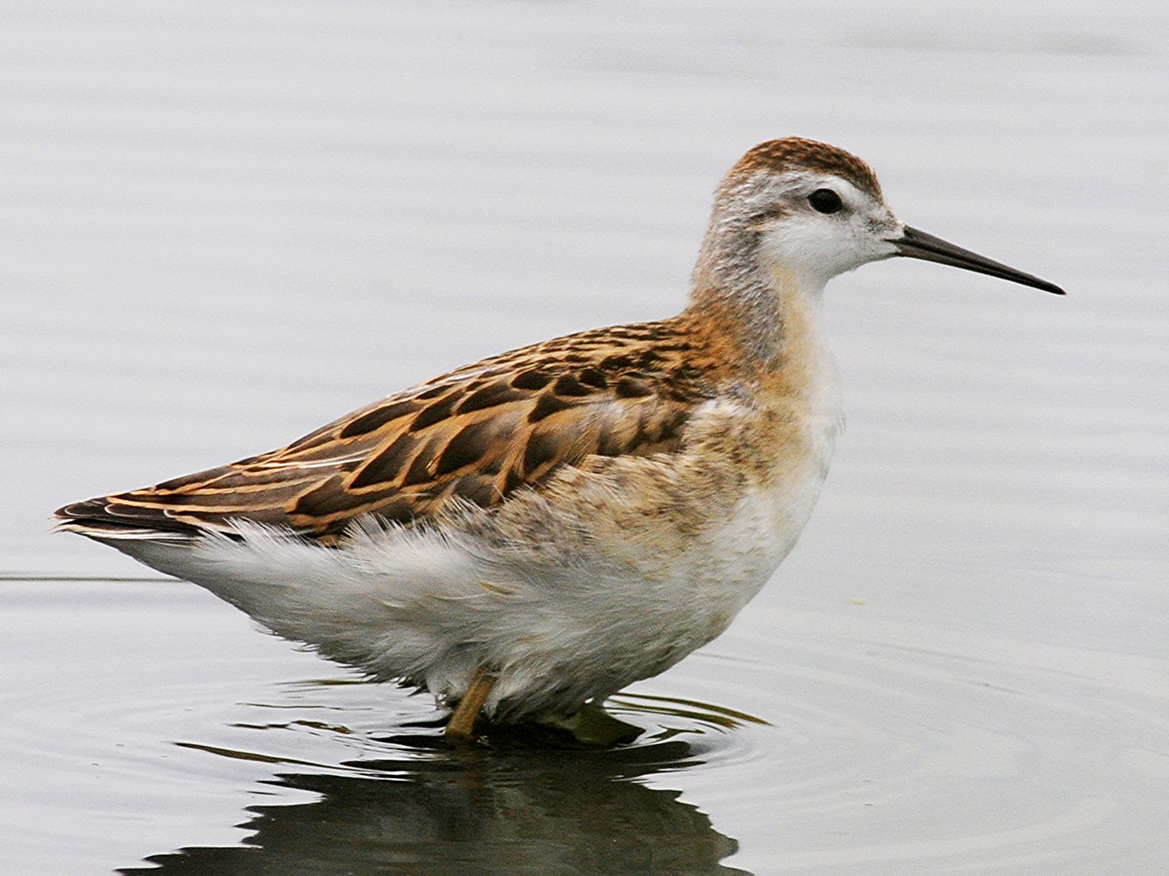 Wilson's Phalarope - Steven Mlodinow