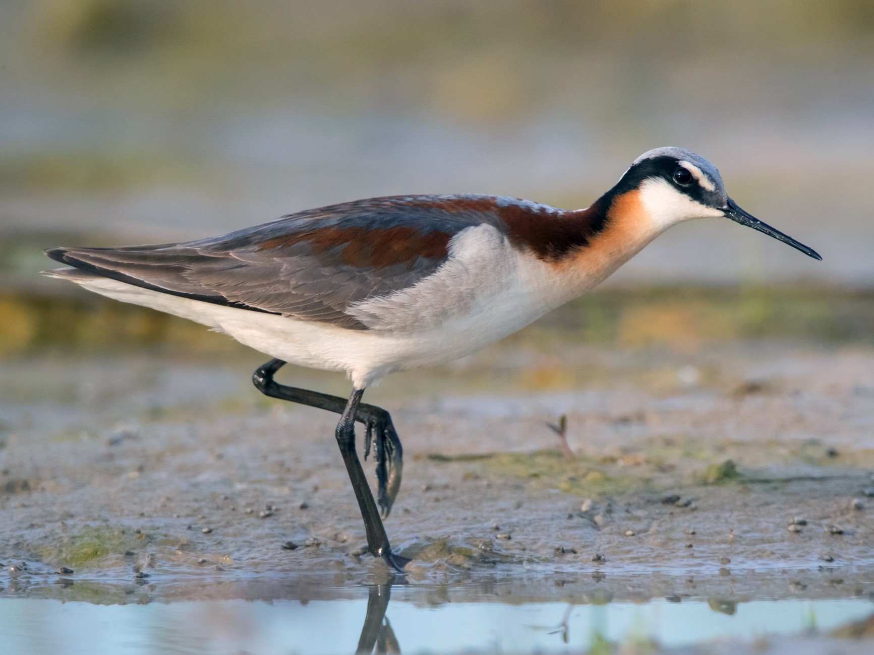 Wilson's Phalarope - Brendan Klick