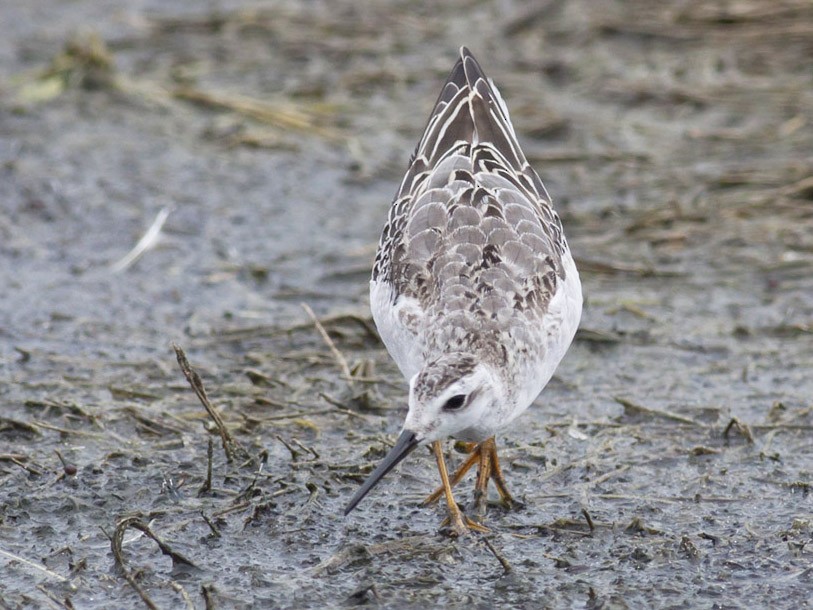 Wilson's Phalarope - Michael Todd