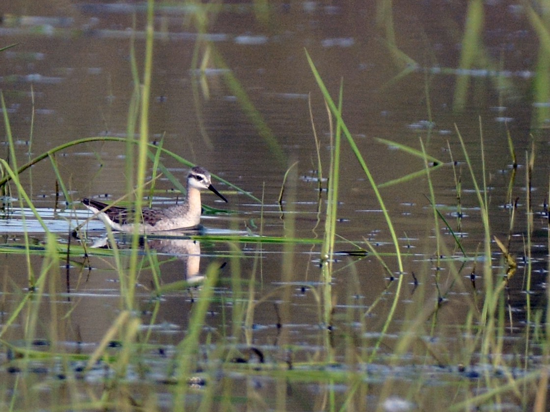 Wilson's Phalarope - Monica Siebert