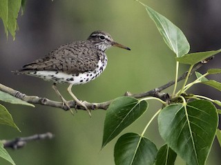 Ynglende adult - Robb Bell - ML64833211