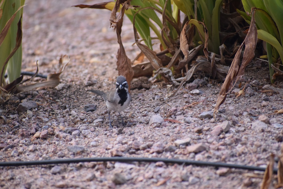 Black-throated Sparrow - ML64834611