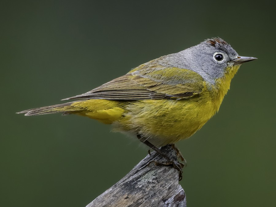 Nashville Warbler