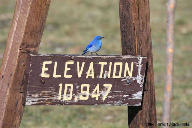 Mountain Bluebird - Facts, Diet, Habitat & Pictures on