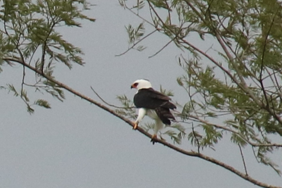Black-and-white Hawk-Eagle - Warren Bielenberg