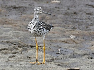  - Greater Yellowlegs