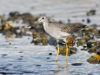 Nonbreeding/immature - Alix d'Entremont - ML64836531