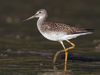 非繁殖成鳥/未成年鳥 - Evan Lipton - ML64836561