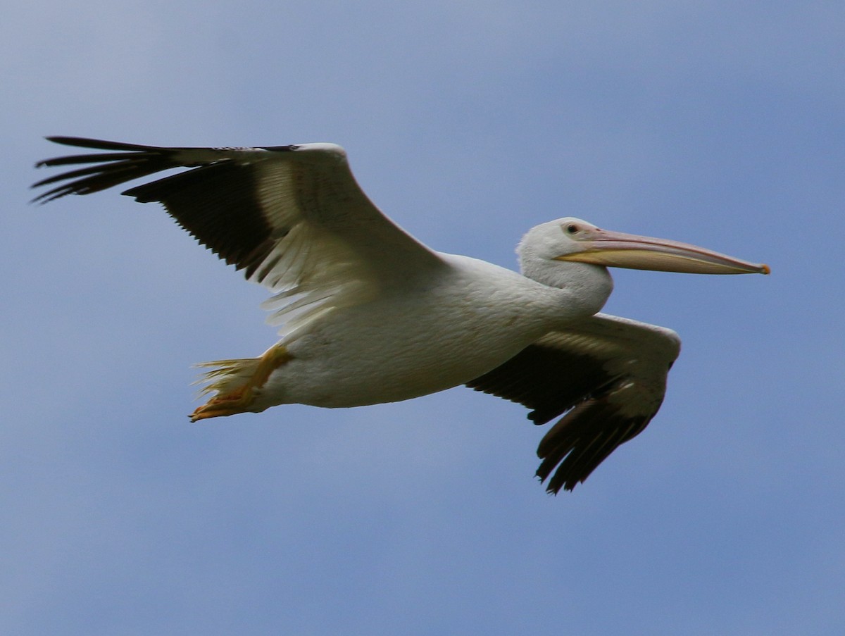 American White Pelican - Kaleb Kroeker
