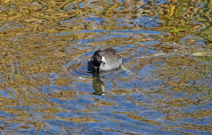 American Coot (Red-shielded) - ML64837321