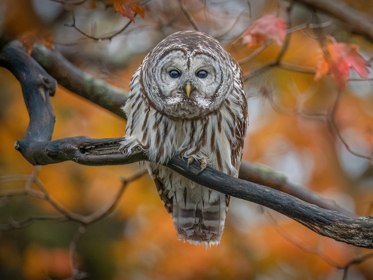 Cnidários no reino animal: características e classes, image size:1200x900