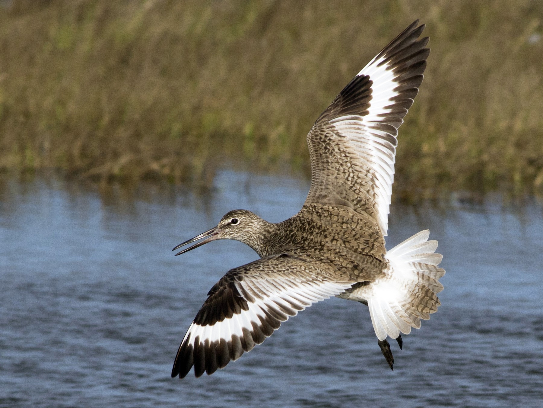 Willet - Samuel Paul Galick