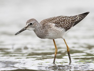 Lesser Yellowlegs - eBird