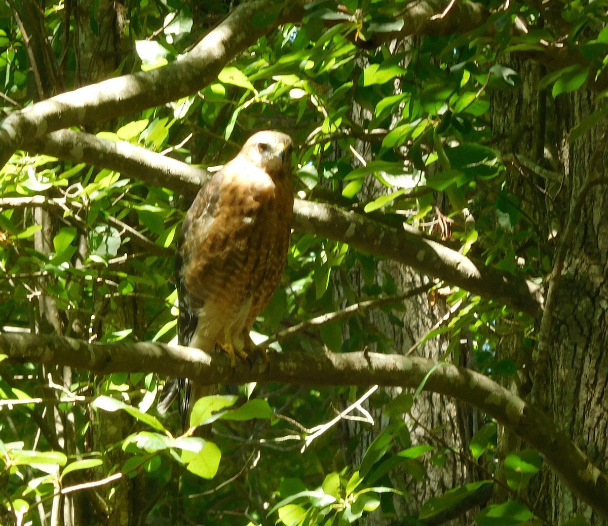 Red-shouldered Hawk - LynnErla Beegle