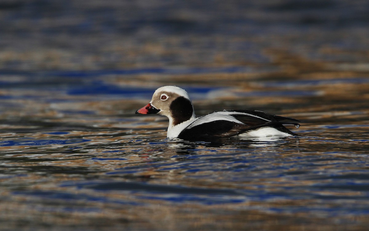 Long-tailed Duck - Christoph Moning