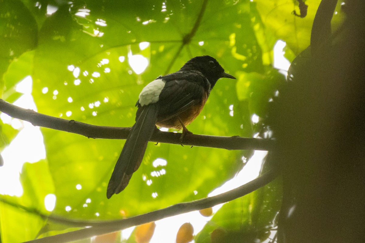 Shama Malabar (grupo melanurus) - eBird