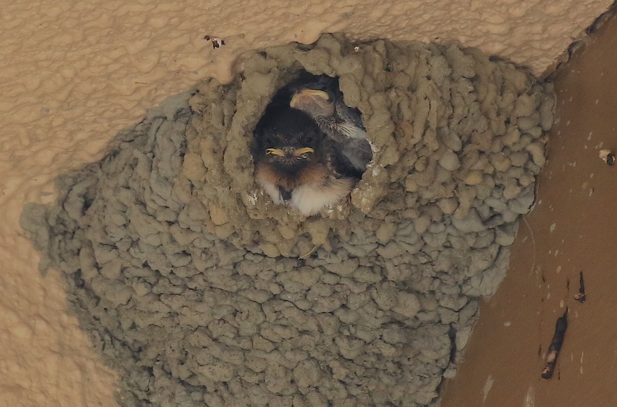 Cliff Swallow - Janet Kelly