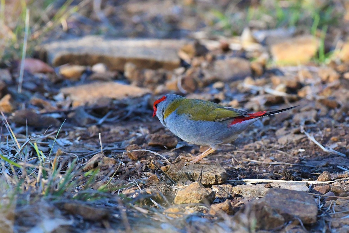 Red-browed Firetail - ML64854841