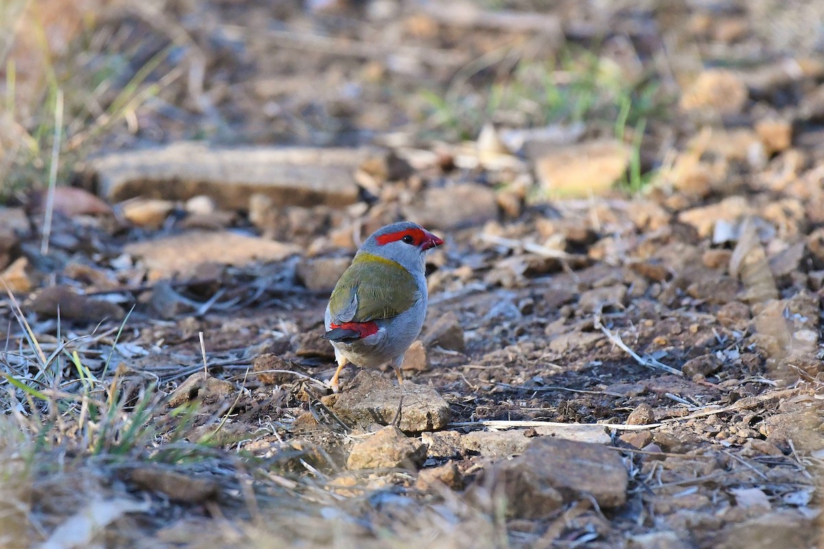 Red-browed Firetail - ML64854911