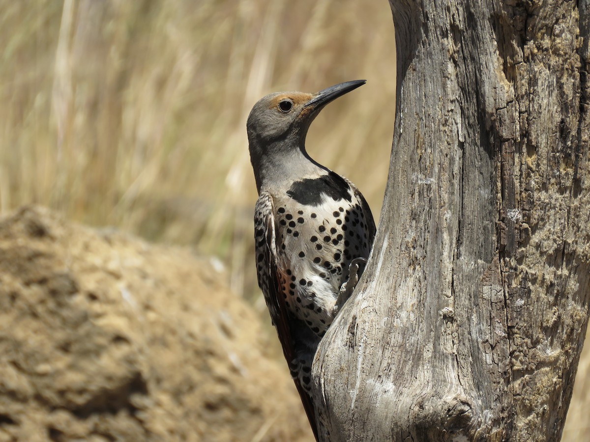 Northern Flicker (Red-shafted) - ML64855751