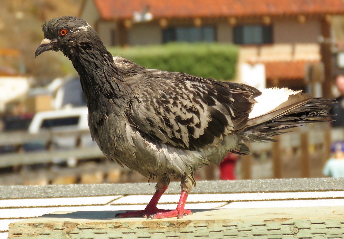 Rock Pigeon (Feral Pigeon) - Petra Clayton