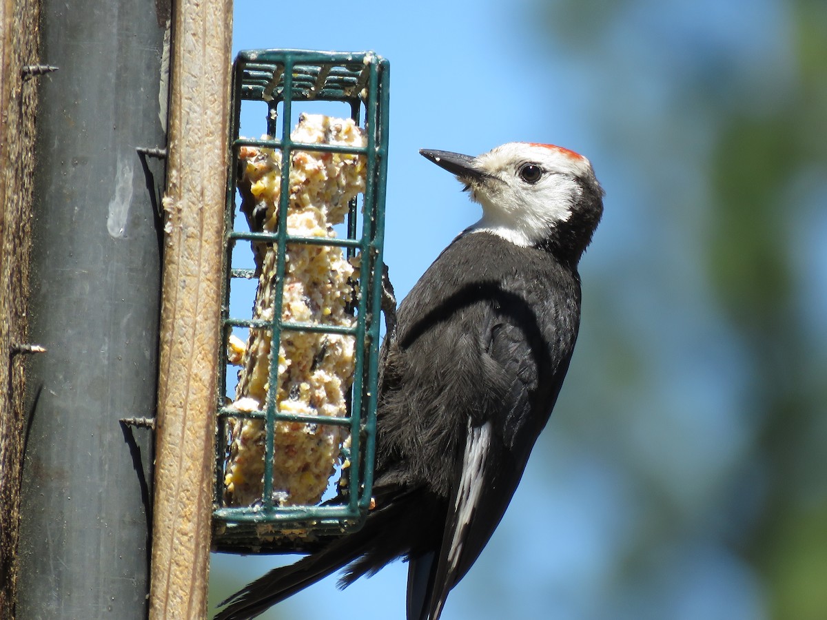 White-headed Woodpecker - ML64856751