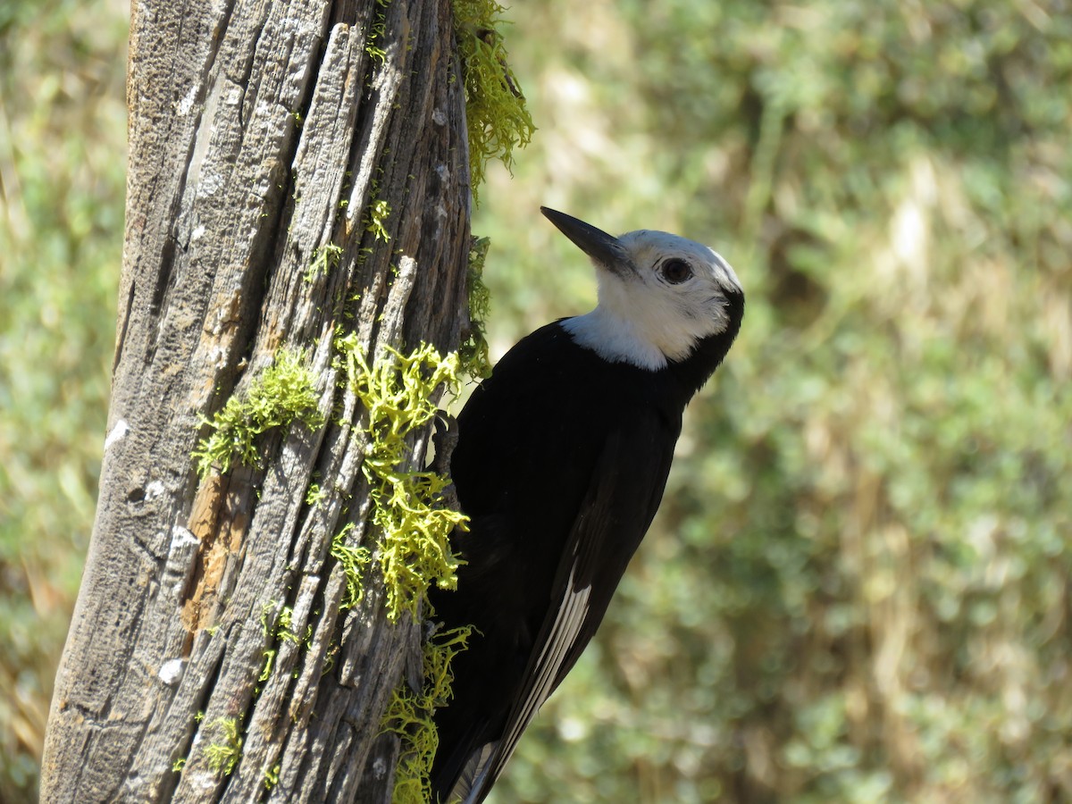 White-headed Woodpecker - ML64856761
