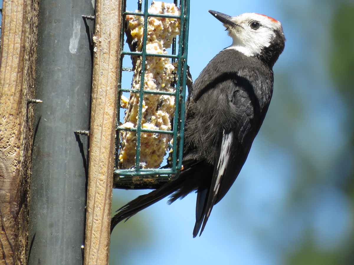 White-headed Woodpecker - ML64856781