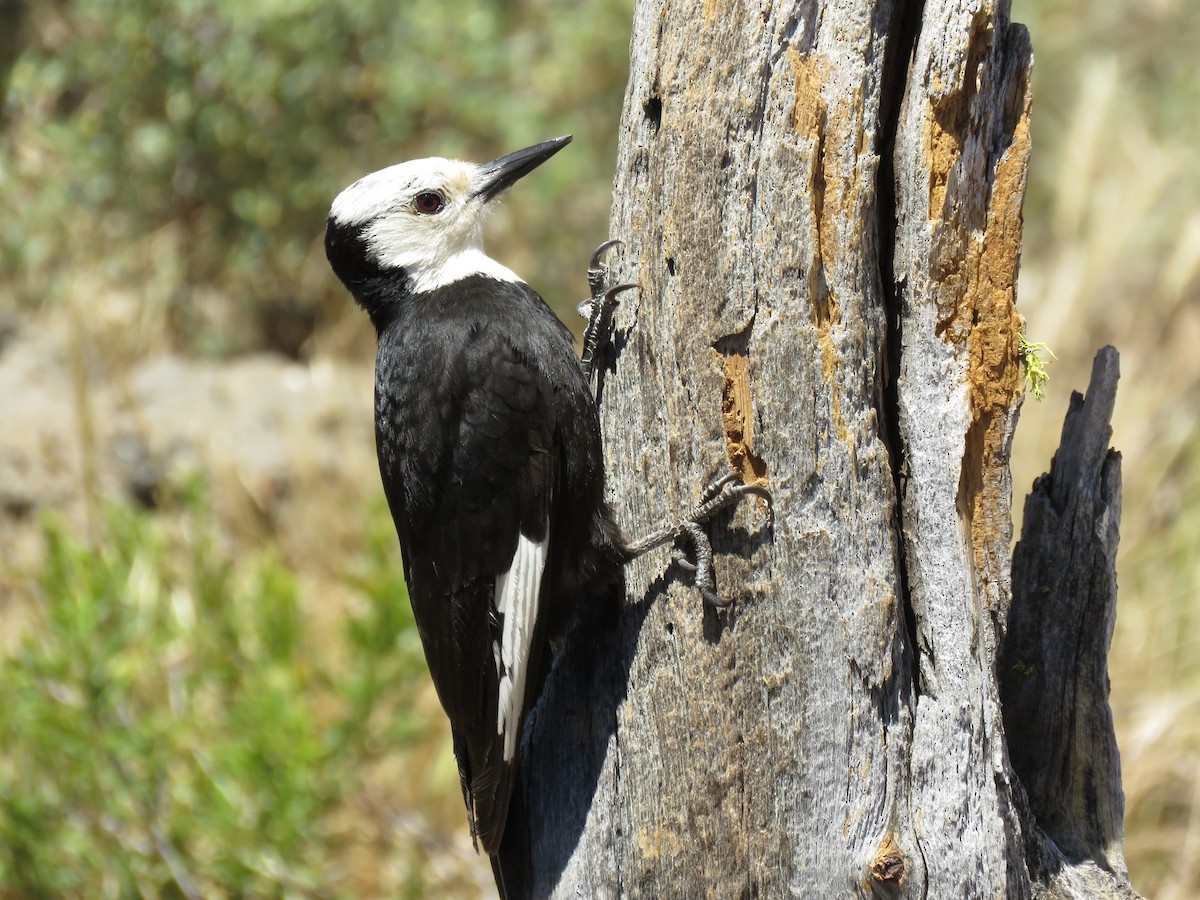 White-headed Woodpecker - ML64856811