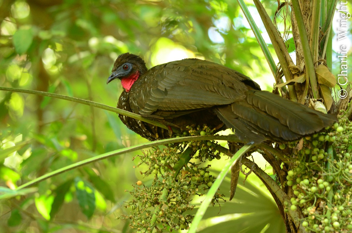 Crested Guan - ML64856821