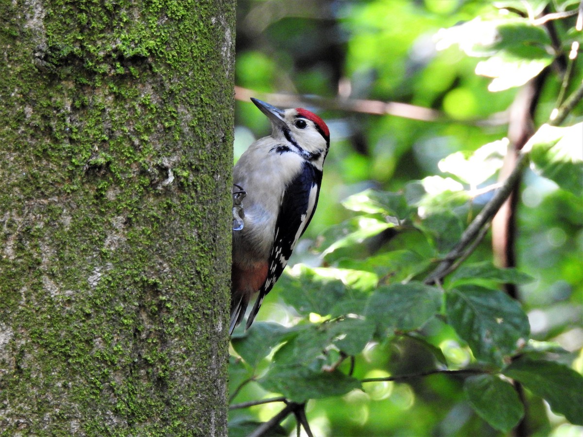 Great Spotted Woodpecker - Tuck Hong Tang