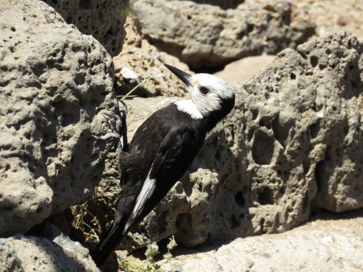 White-headed Woodpecker - ML64857171