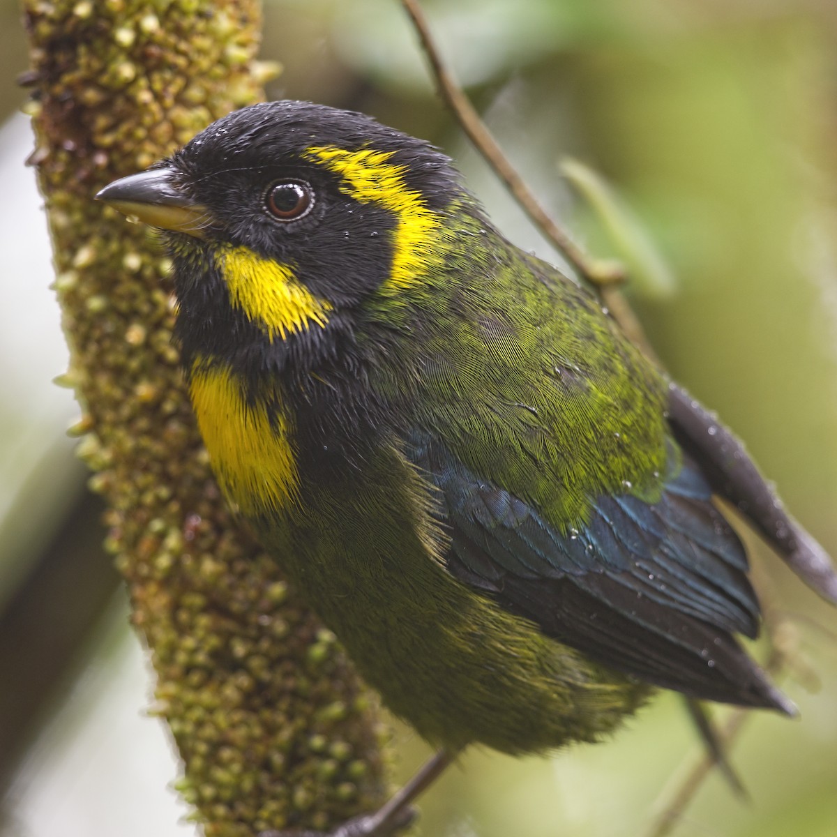 Gold-ringed Tanager - Peter Hawrylyshyn