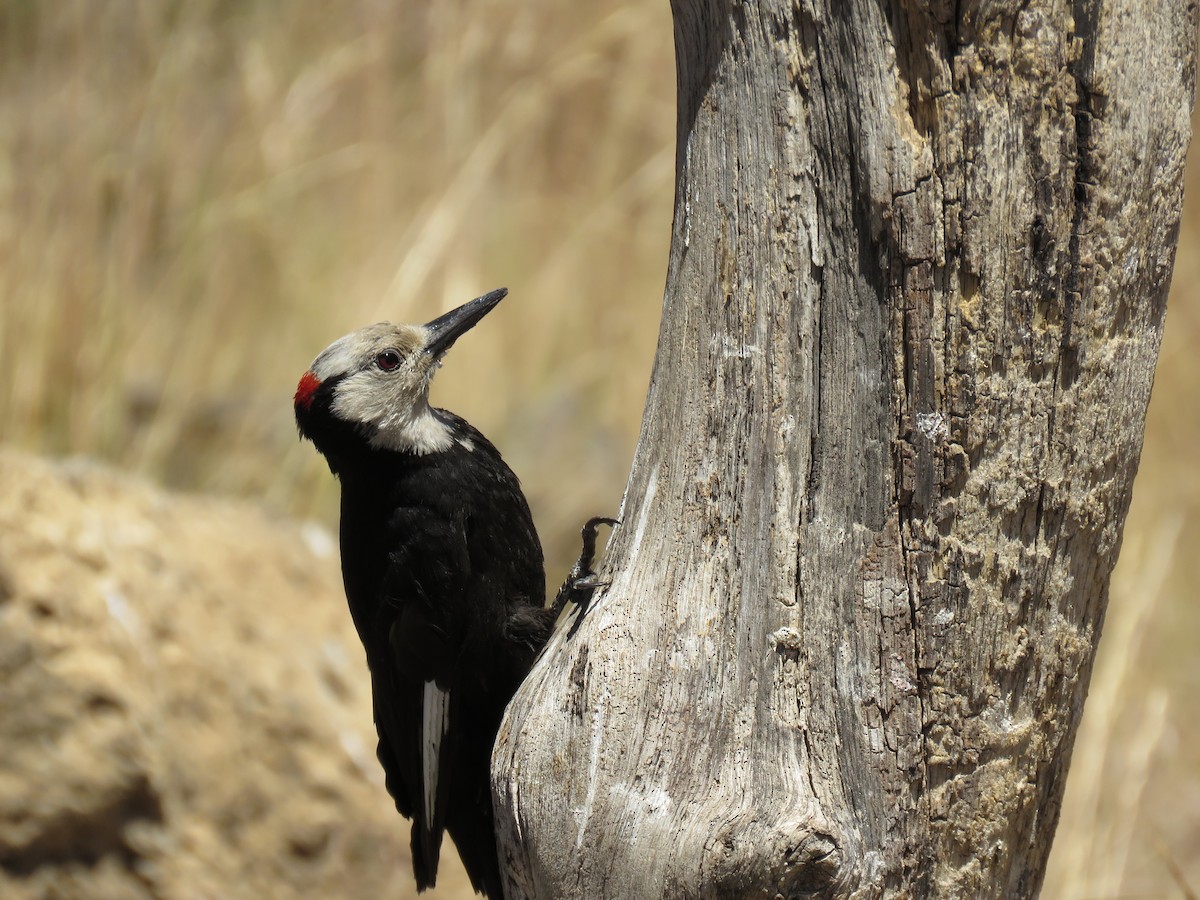 White-headed Woodpecker - ML64859511