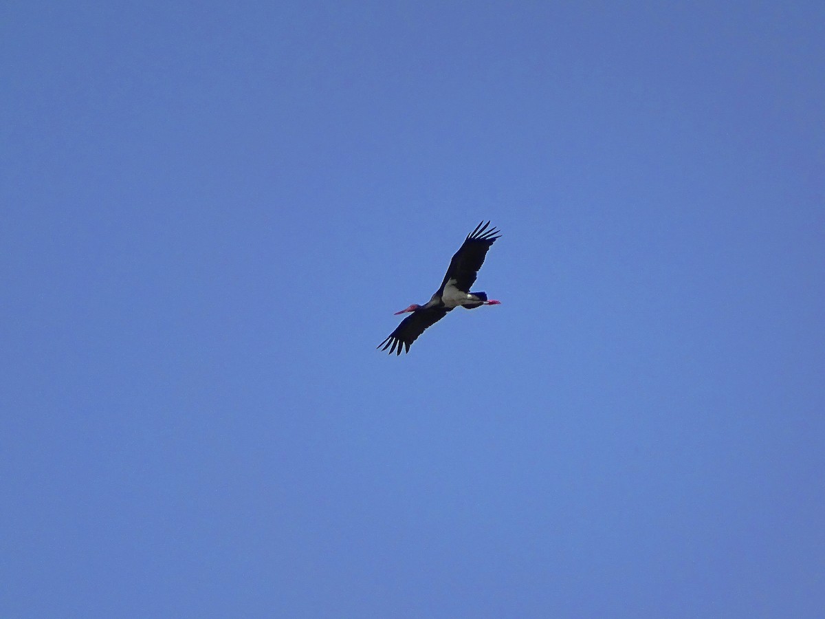 Black Stork - ML64860401