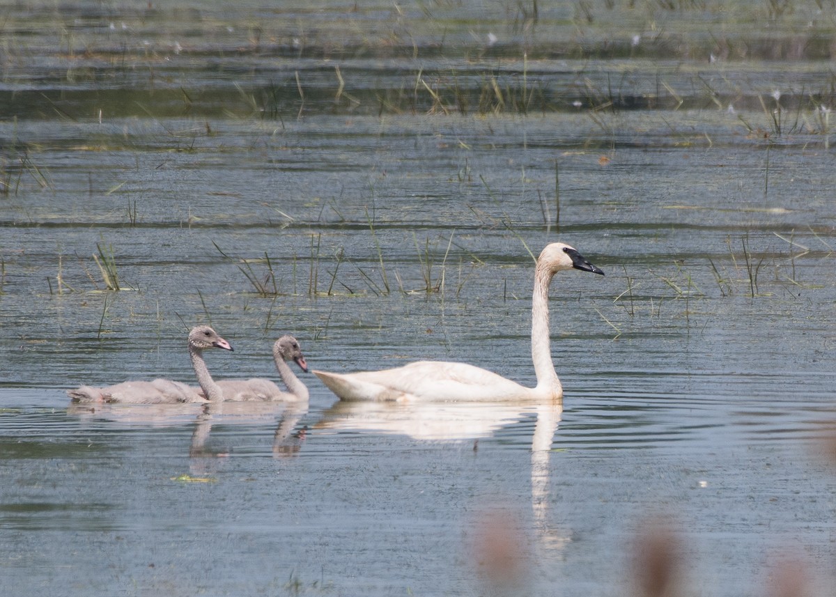 Trumpeter Swan - Sheila and Ed Bremer