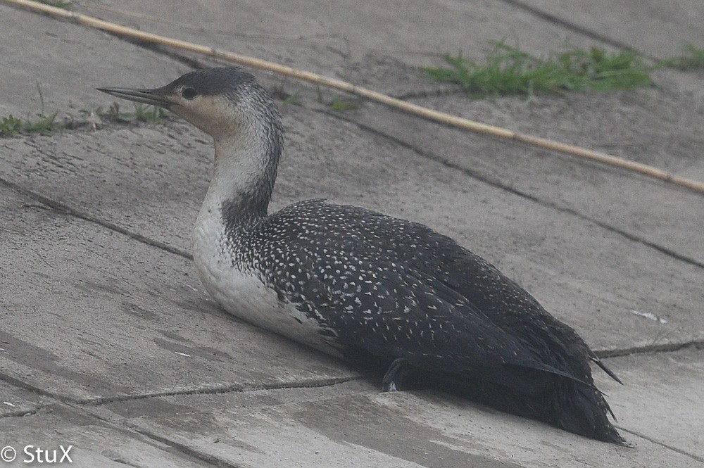 Red-throated Loon - ML64861881