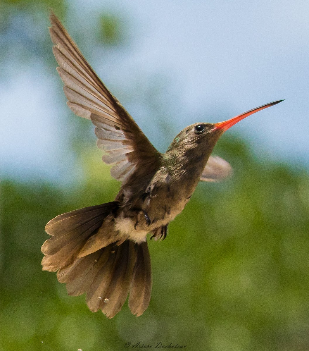 Dusky Hummingbird - Arturo Duchateau