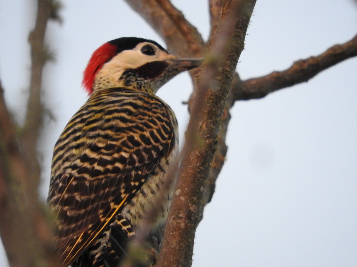 Green-barred Woodpecker - Laura Magallanes