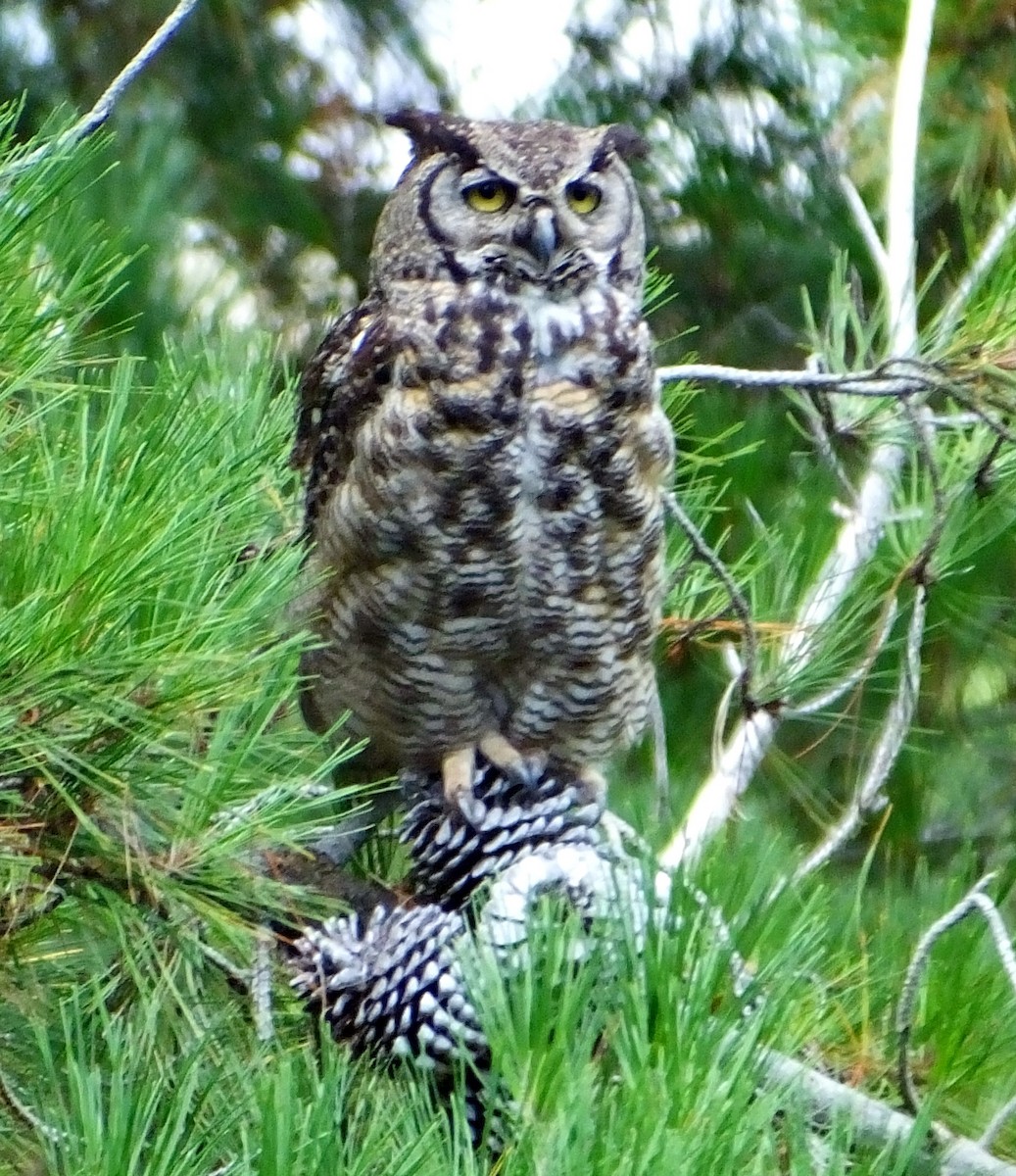 Great Horned Owl - Barbara Dye
