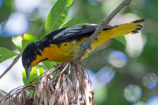 Black-backed Oriole - eBird