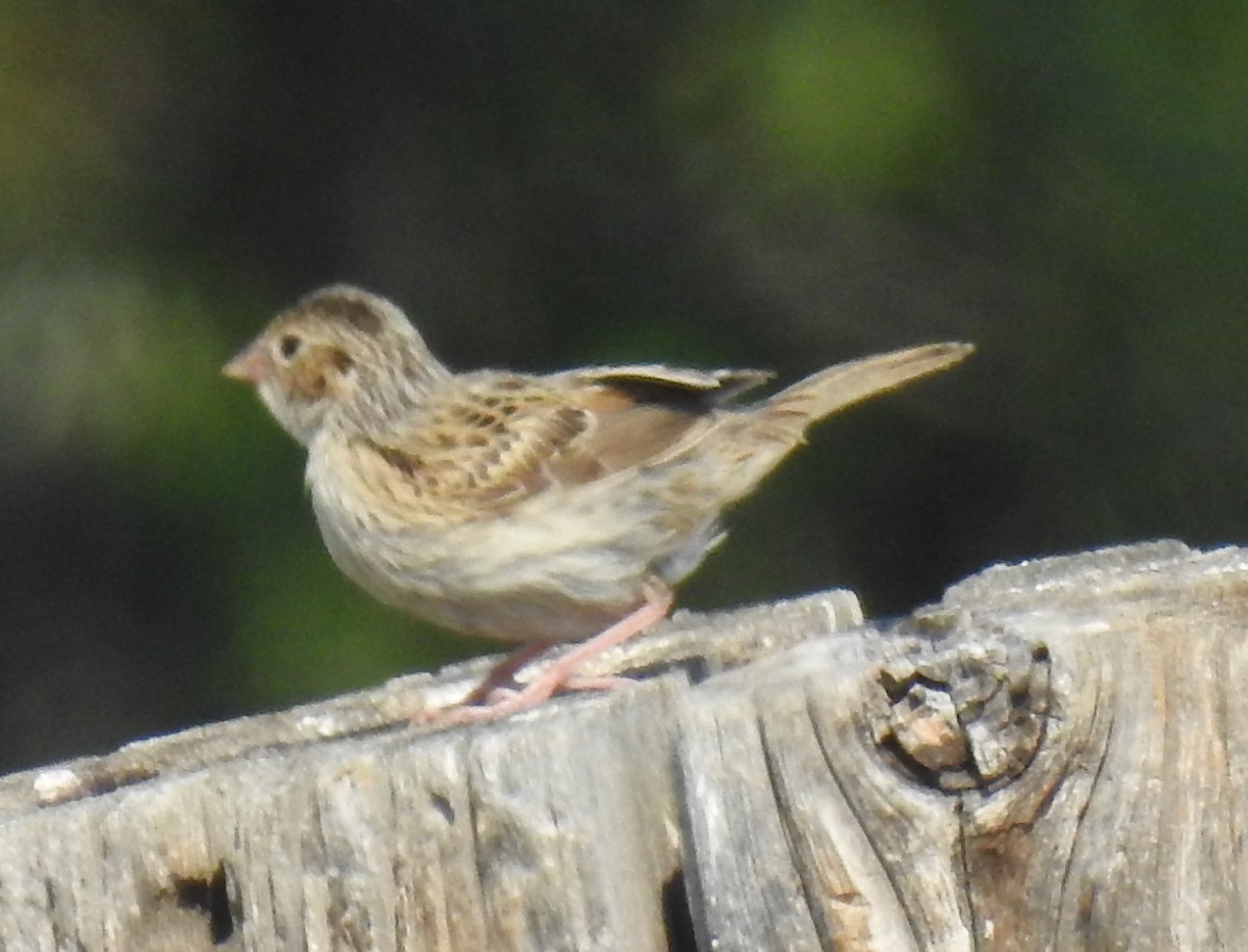 Grasshopper Sparrow - ML64875441