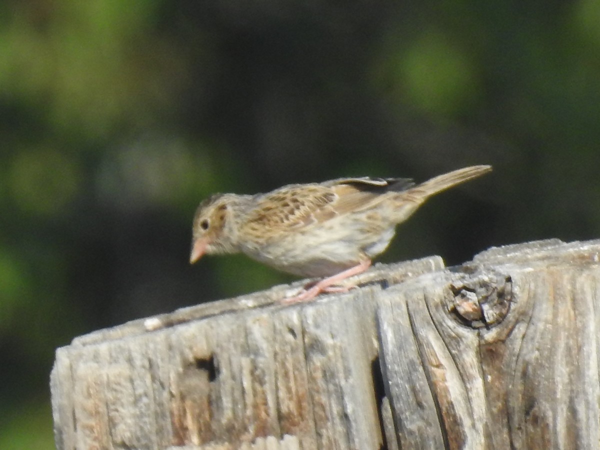 Grasshopper Sparrow - ML64875451