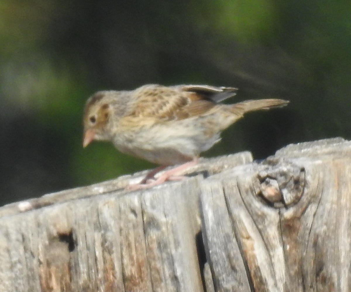 Grasshopper Sparrow - ML64875571