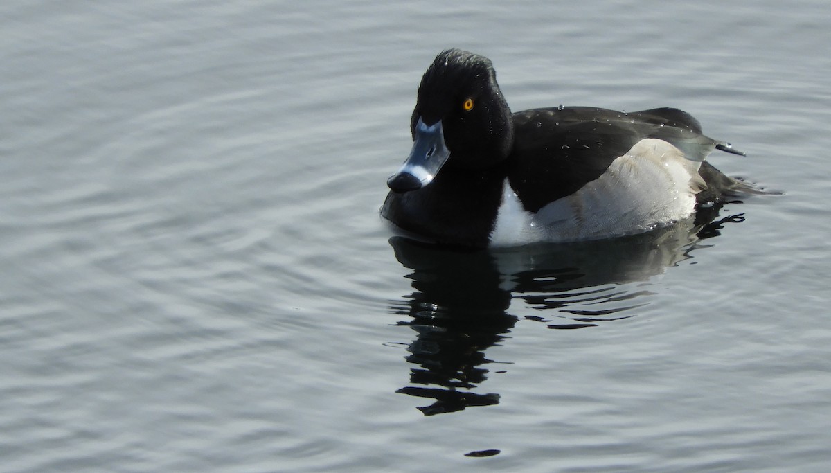 Ring-necked Duck - shining path