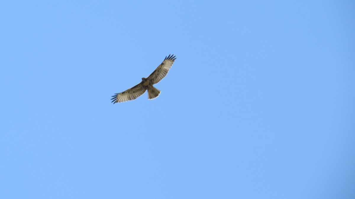Red-tailed Hawk - ML64877901
