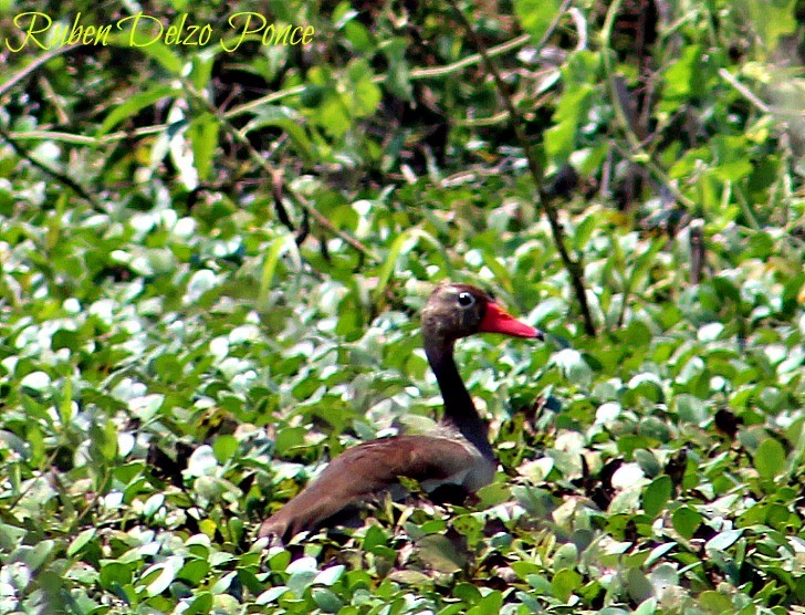 Black-bellied Whistling-Duck - RUBEN DELZO PONCE
