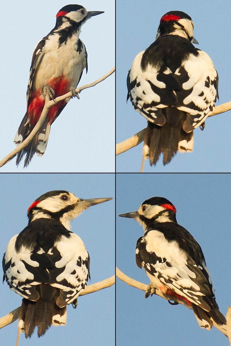 White-winged Woodpecker - Craig Brelsford