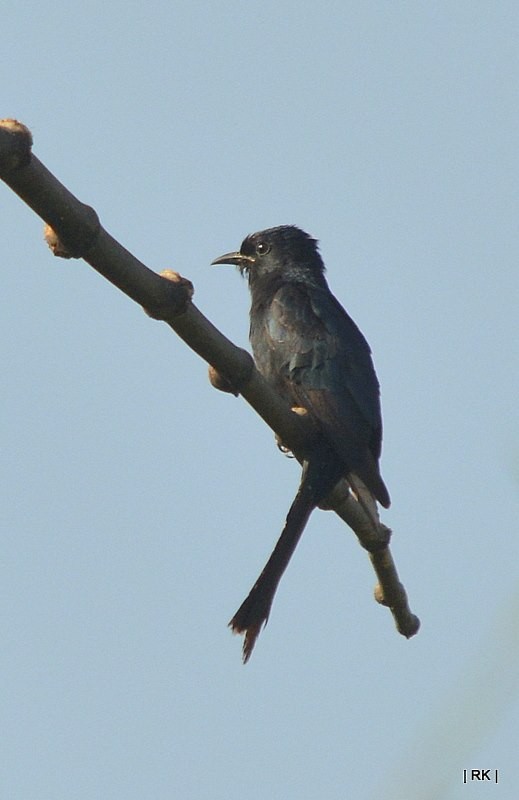 Fork-tailed Drongo-Cuckoo - Phani krishna Ravi