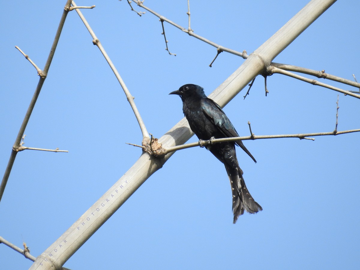 Fork-tailed Drongo-Cuckoo - Phani krishna Ravi